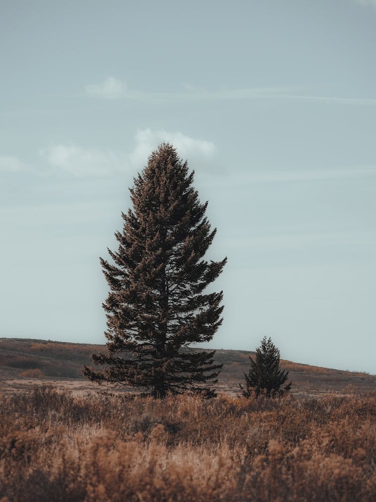 Open Range Pine Tree