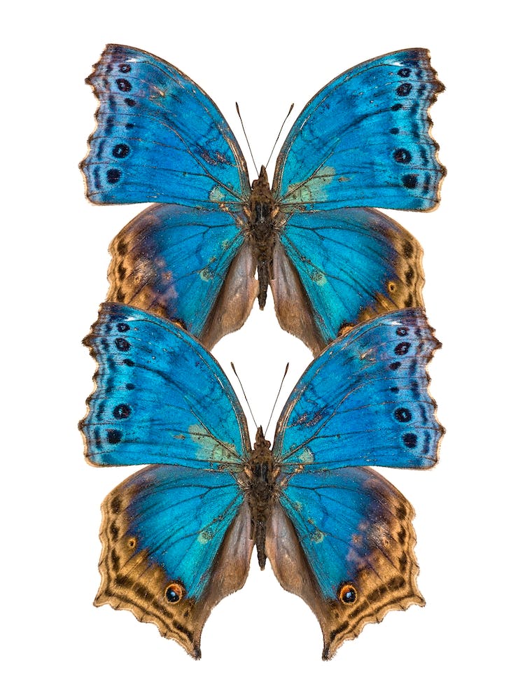 Two Deep Blue Butterflies