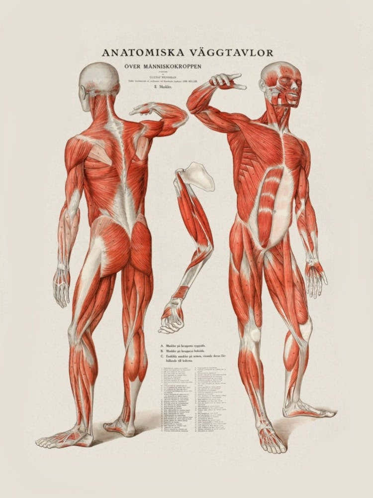 Anatomy Of The Human Body