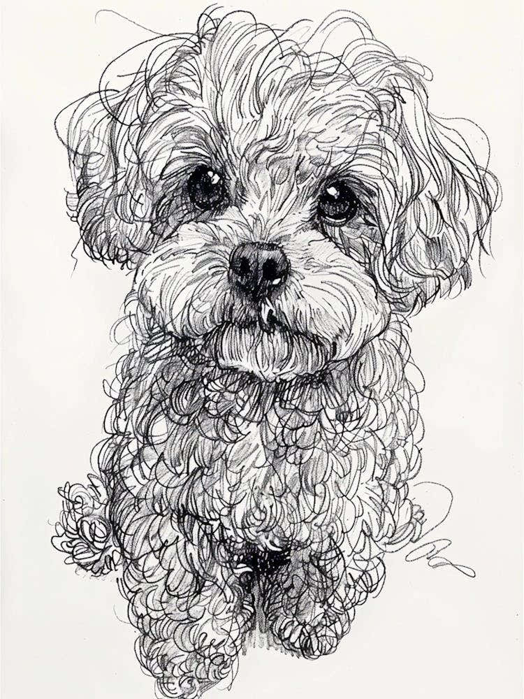 Bichon Frise Dog Line Drawing Sketch 2