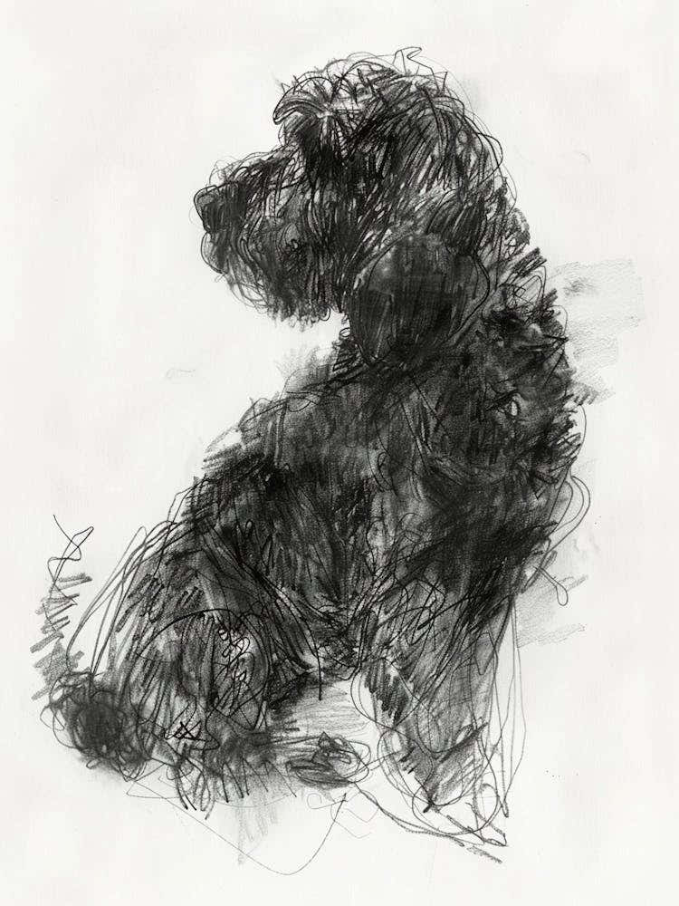 Spanish Water Dog Dog Charcoal Line 1