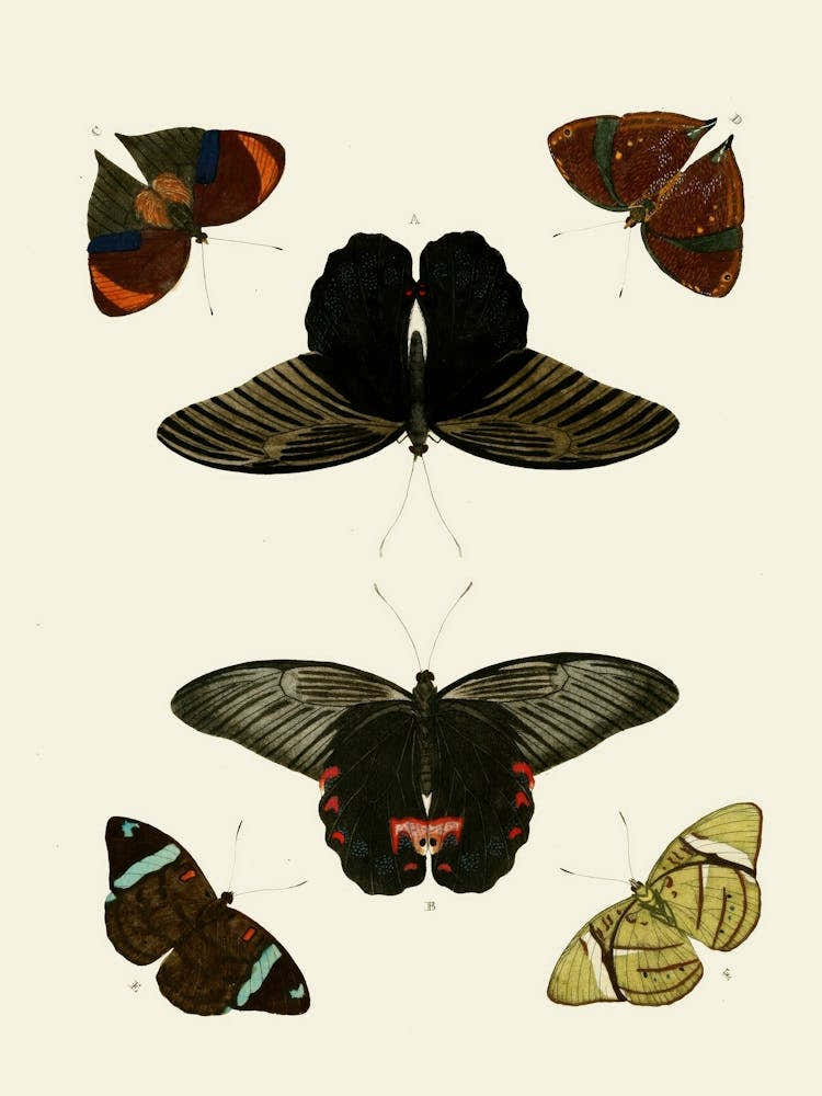 Butterflies And Moths 2