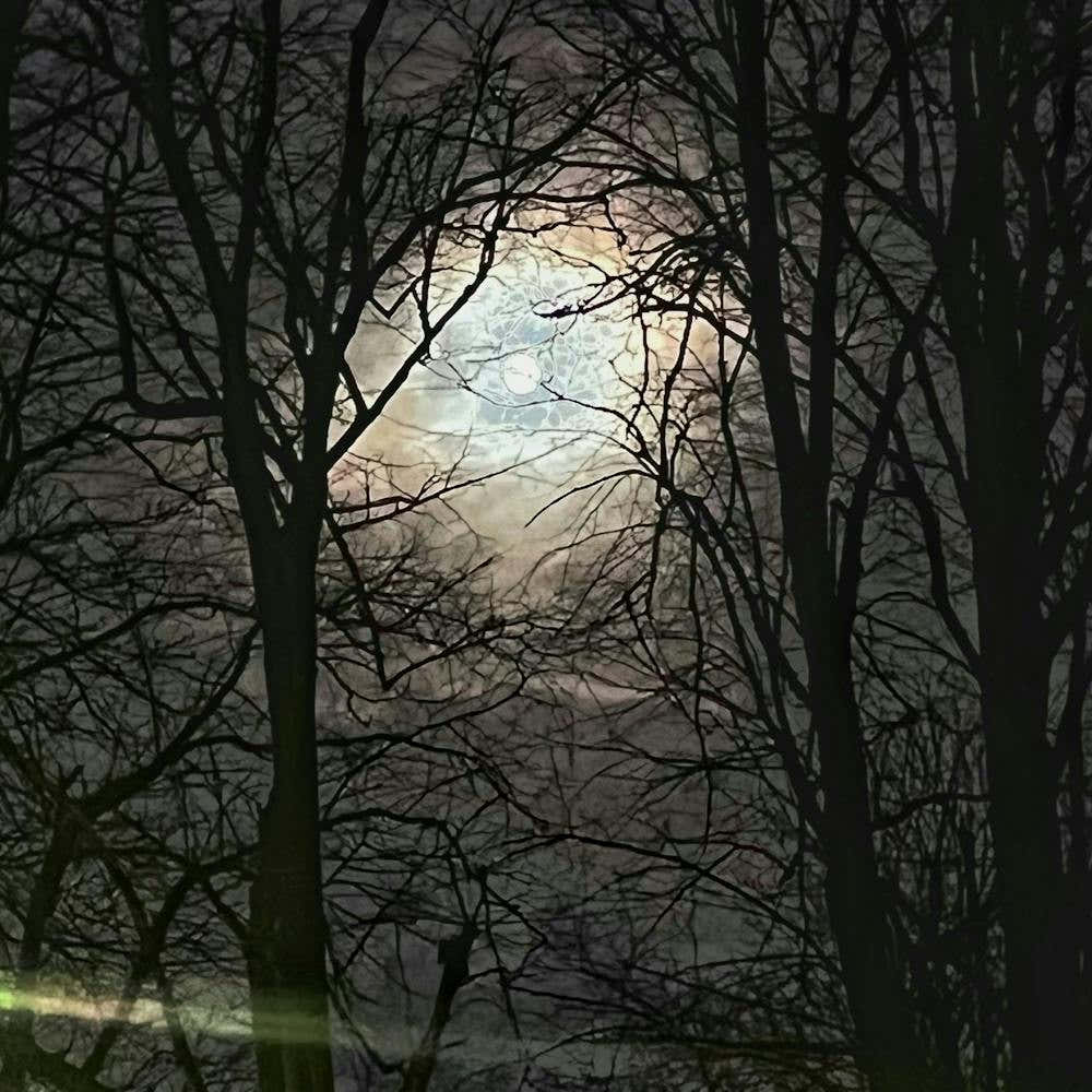 Full Moon Through Trees