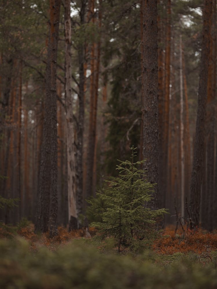Pine Tree Sapling