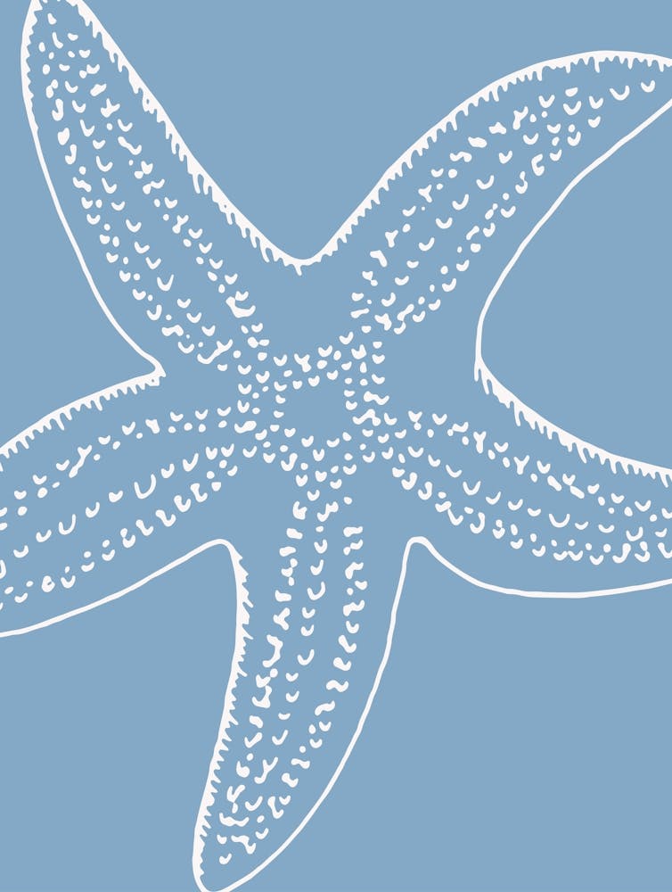 Blue And Cream Starfish