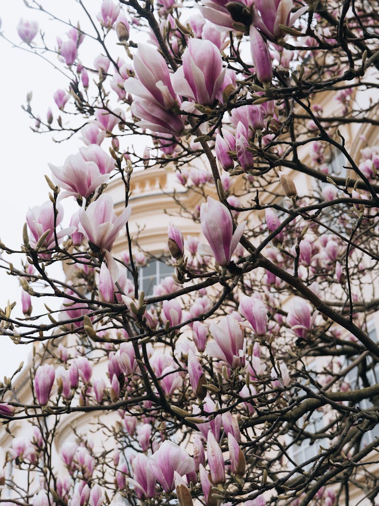 Magnolia Blossoms