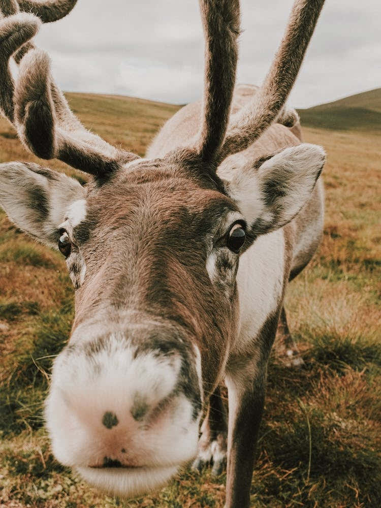 Reindeer Nose