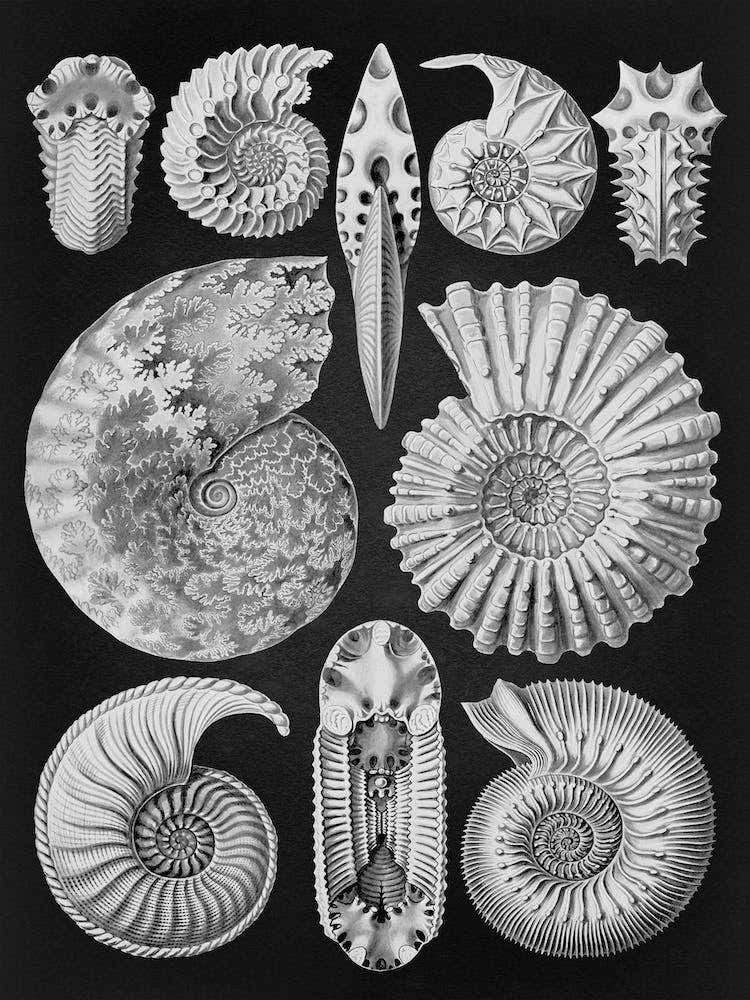 Vintage Haeckel 10 Tafel 44 Ammonshörner