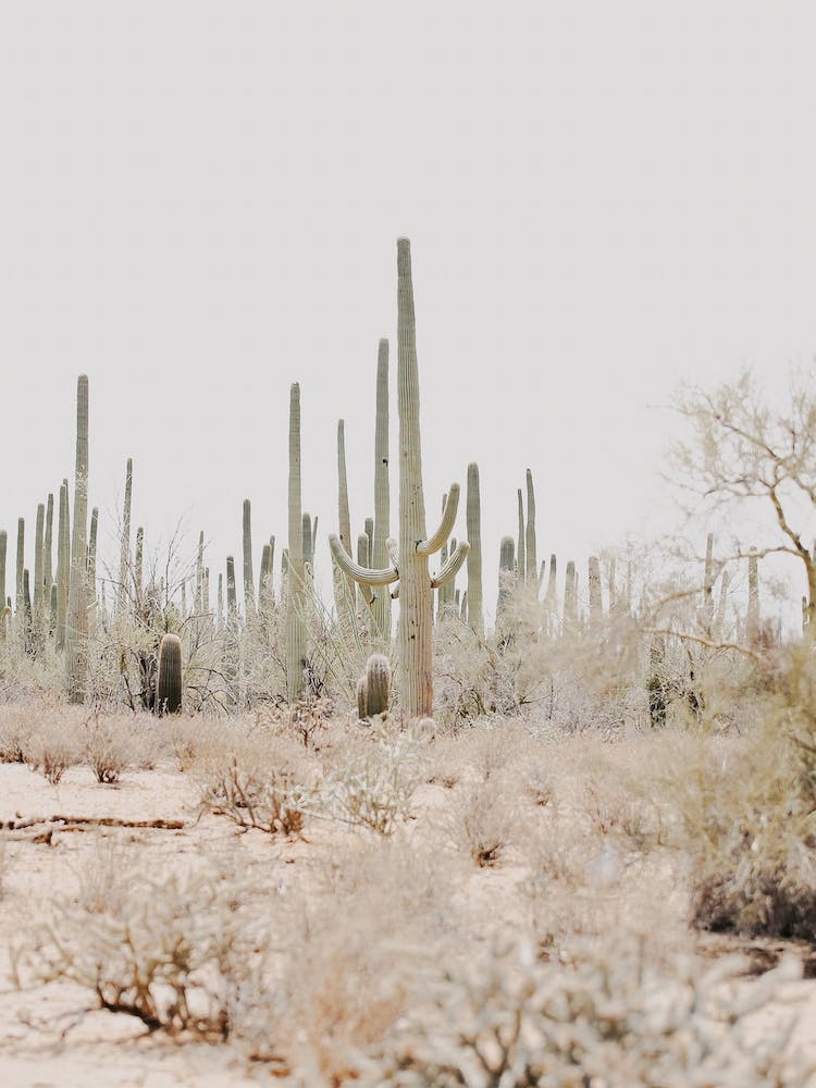Arizona Desert View
