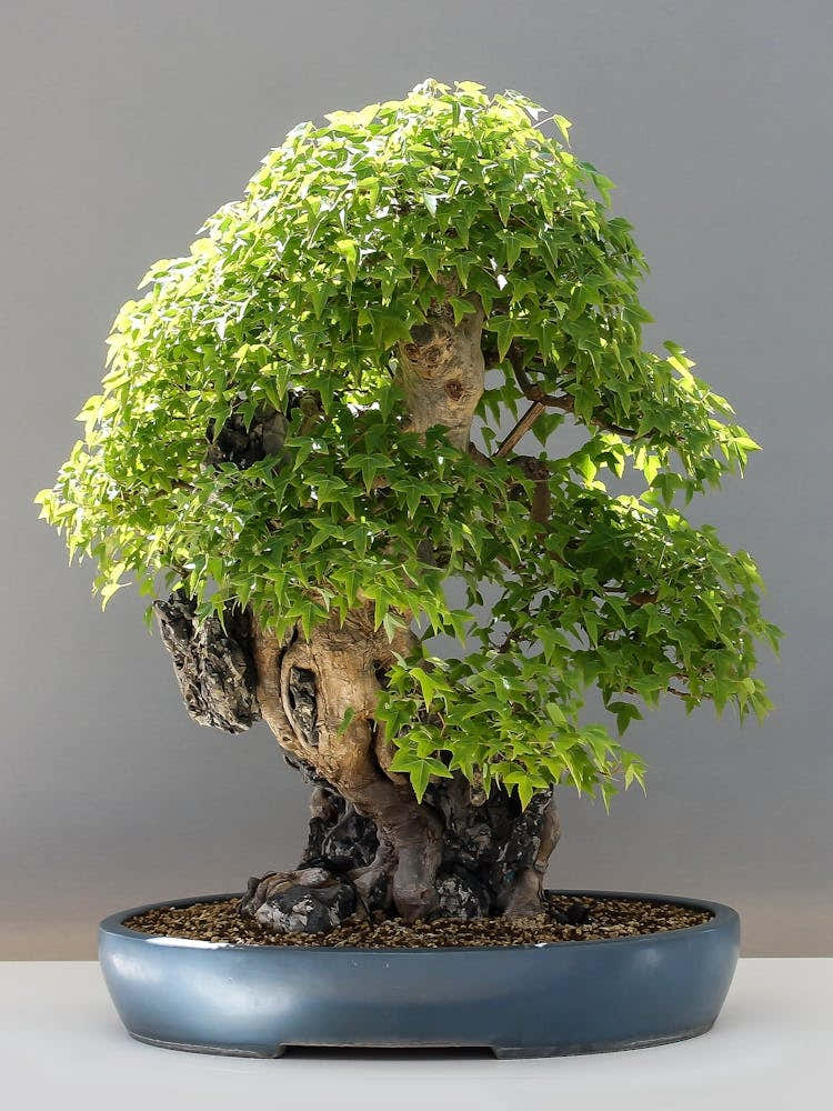 Bonsai Tree 1
