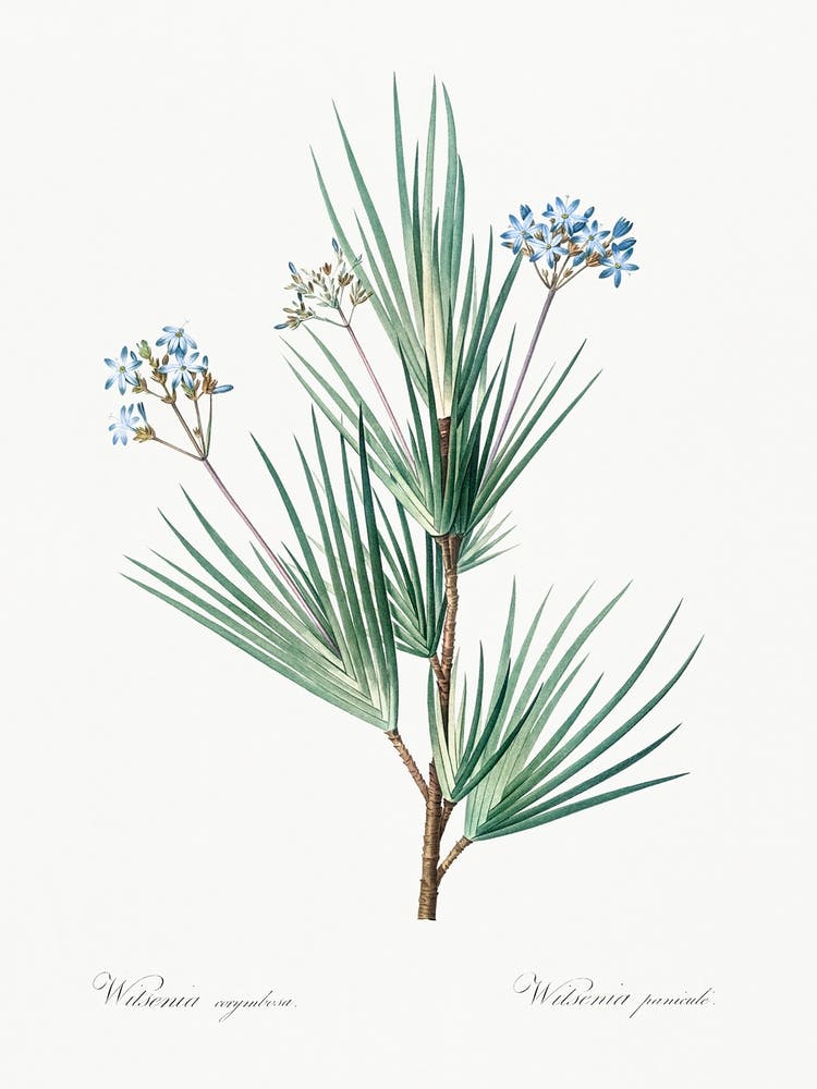 Blue Stars, Pierre Joseph Redoute