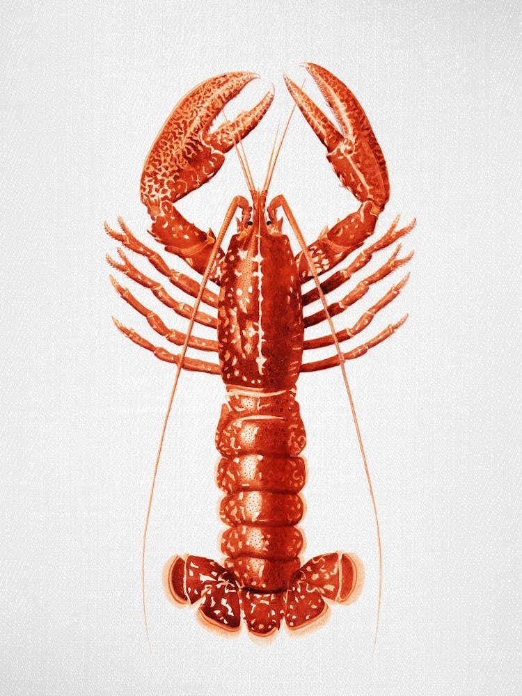 Lobster - Watercolor