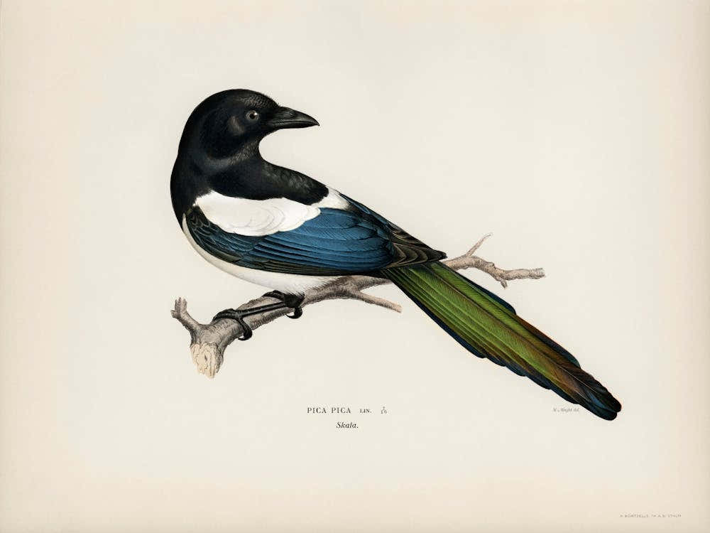 Eurasian Magpie (Pica Pica), The Von Wright Brothers