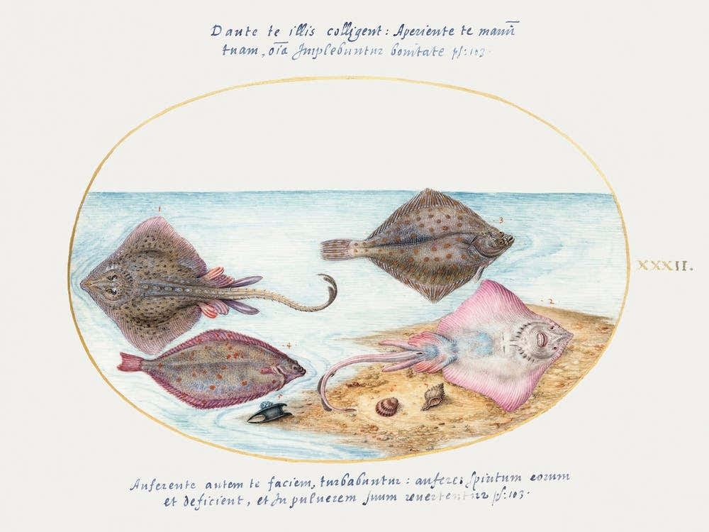 Skates With An Egg Case And Two Flatfish (1575–1580), Joris Hoefnagel