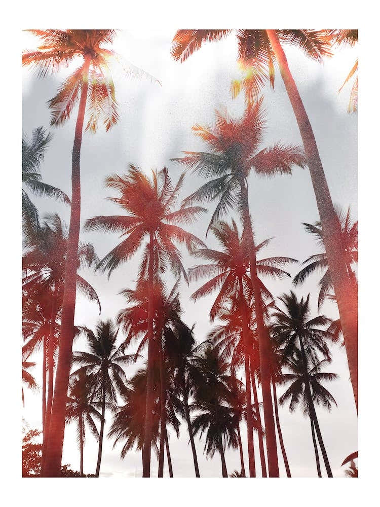 Palms II