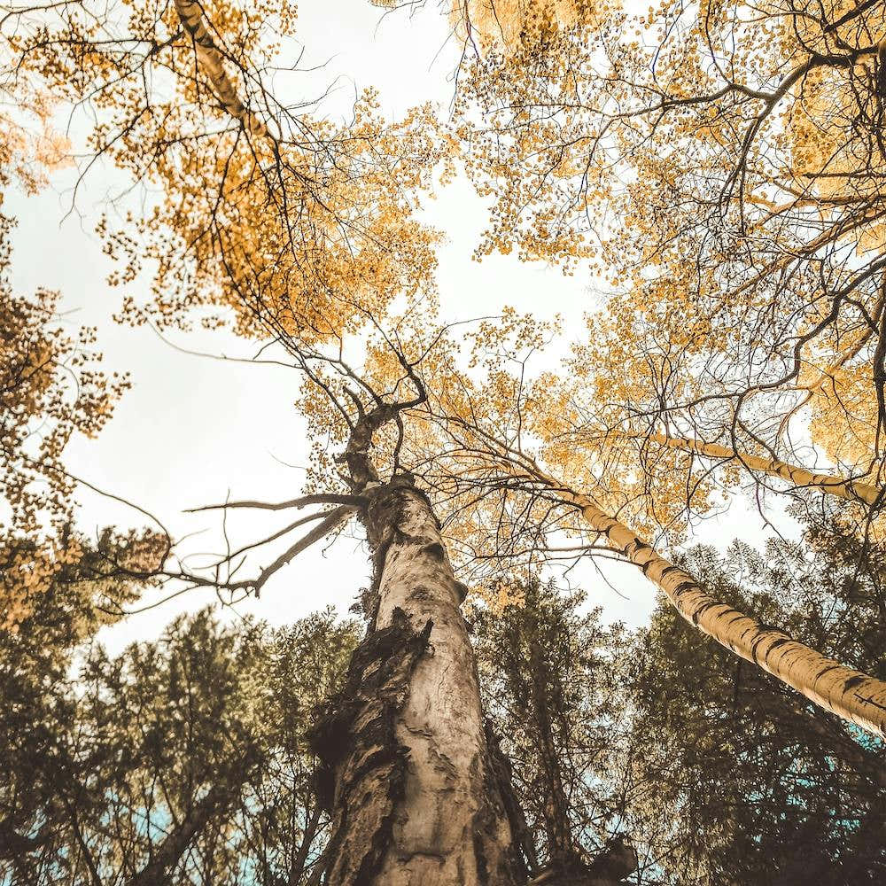 Looking Up In Forest Square
