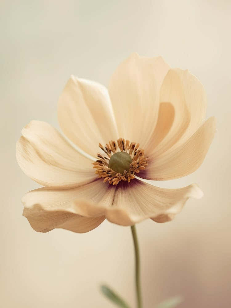 Apricot Anemone