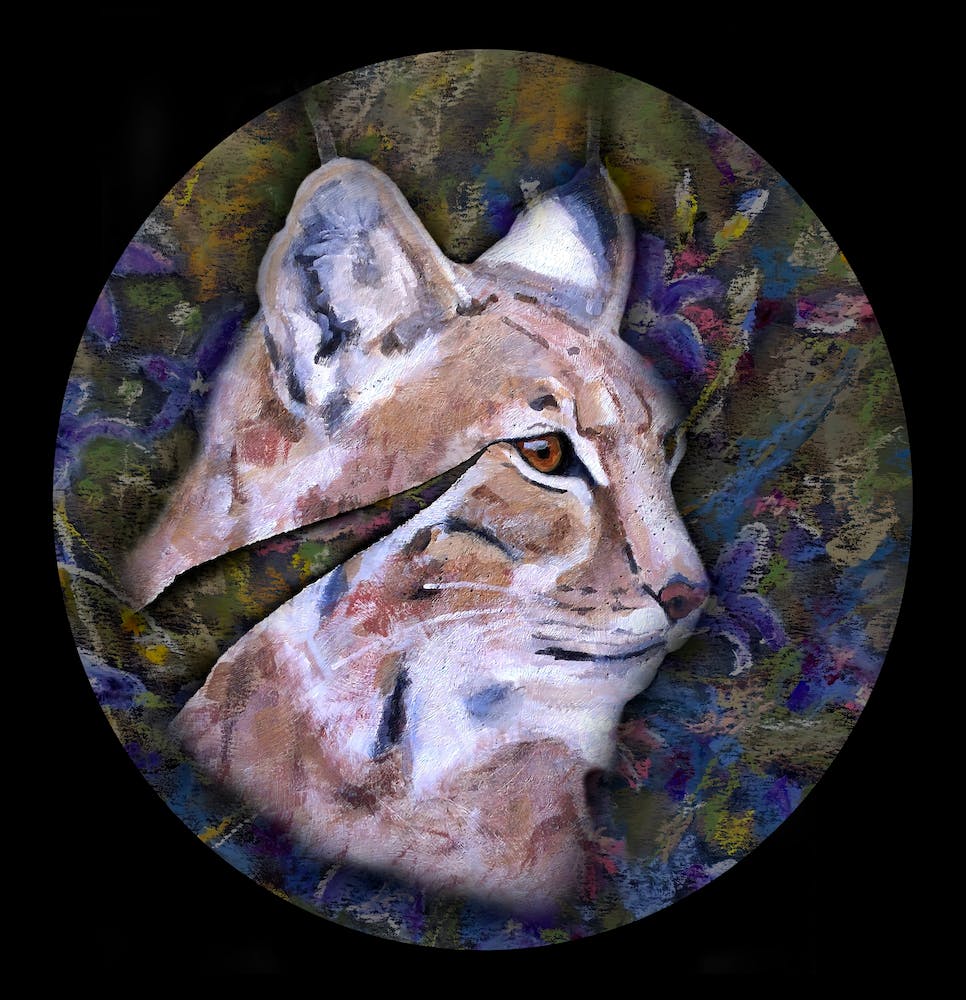 Mysterious Lynx In The Spring