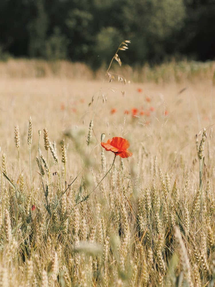 California Poppy Flower
