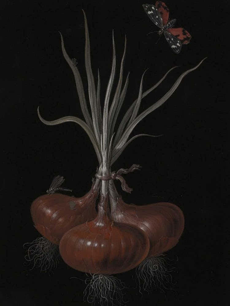 Onion On A Black Background