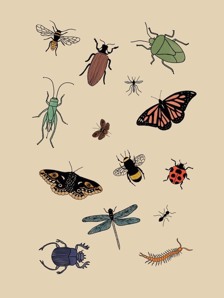 Little Creatures