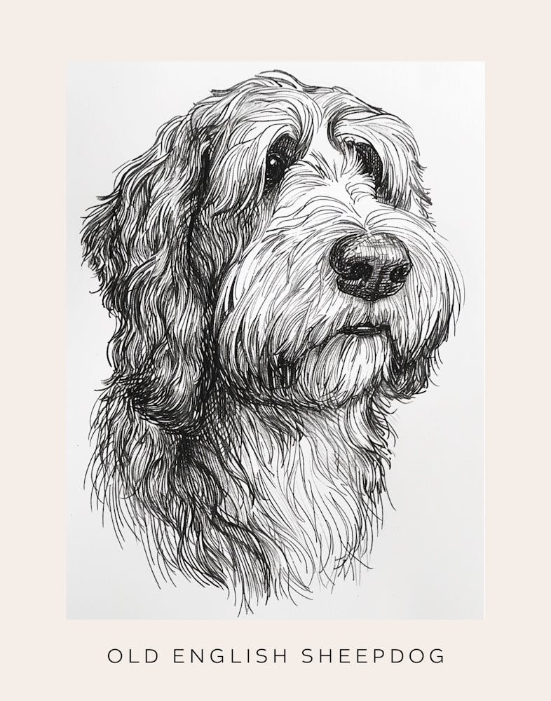 Old English Sheepdog Line Sketch 2 Poster