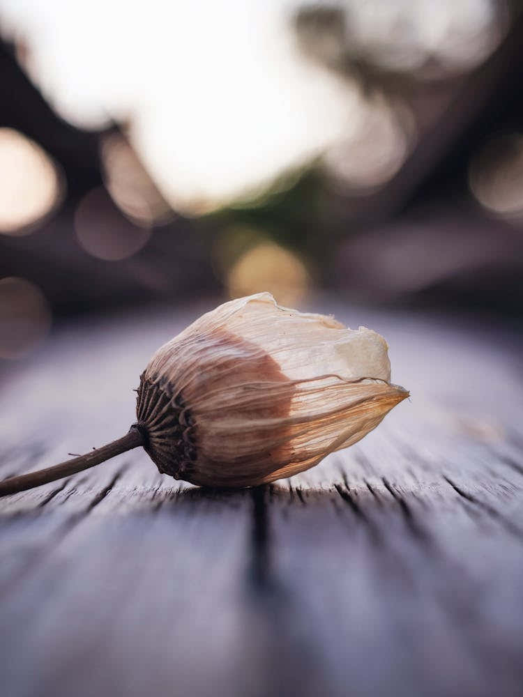 Ephemeral Beauty
A delicate, close-up shot of a dried flower bud with translucent petals, capturing the beauty of nature's impermanence.
Ideal for a bedroom or relaxing space, adding a touch of calm and reflection.