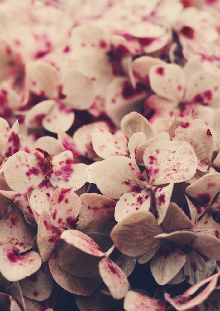 Flowers - Pink Freckles