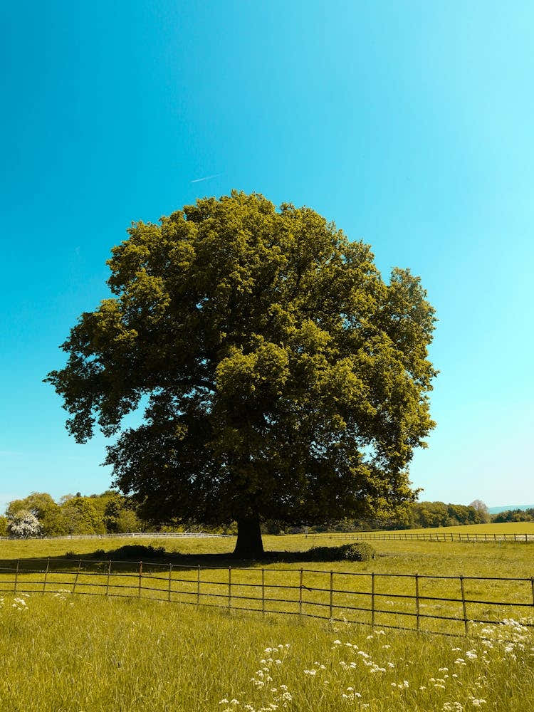 Lone Tree In A Field 1