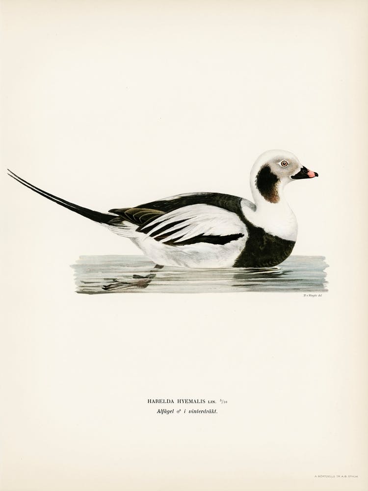 Long Tailed Duck Male, The Von Wright Brothers