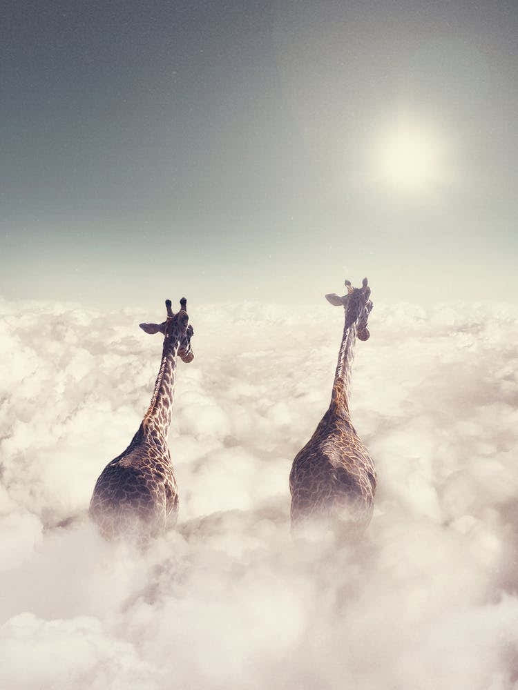 Giant Giraffes