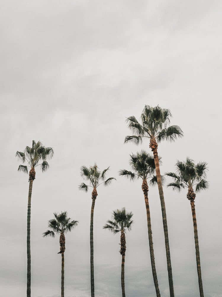 Moody Beach Palms
