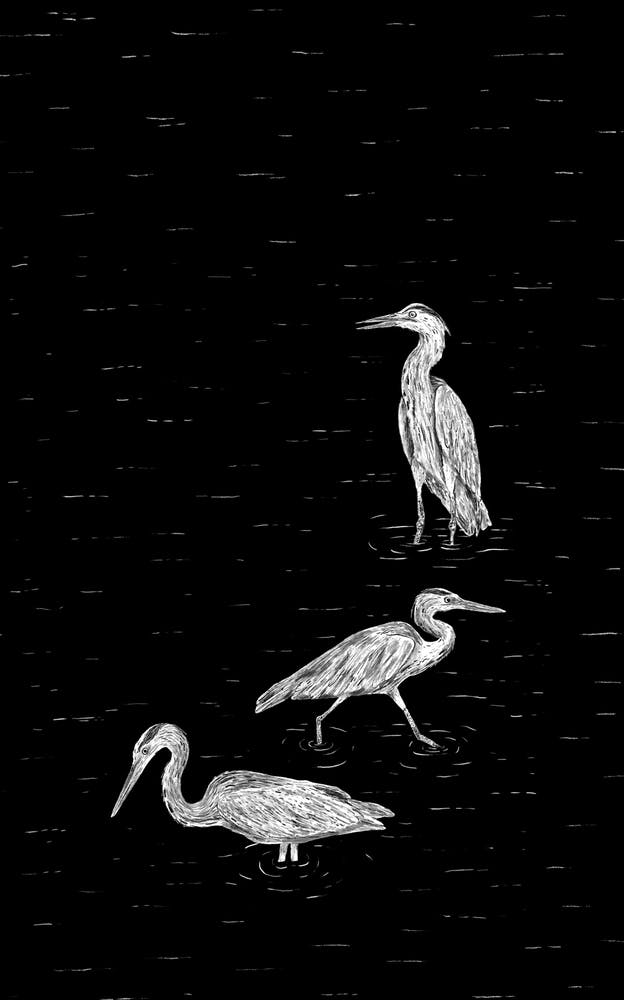 Three Herons In Black