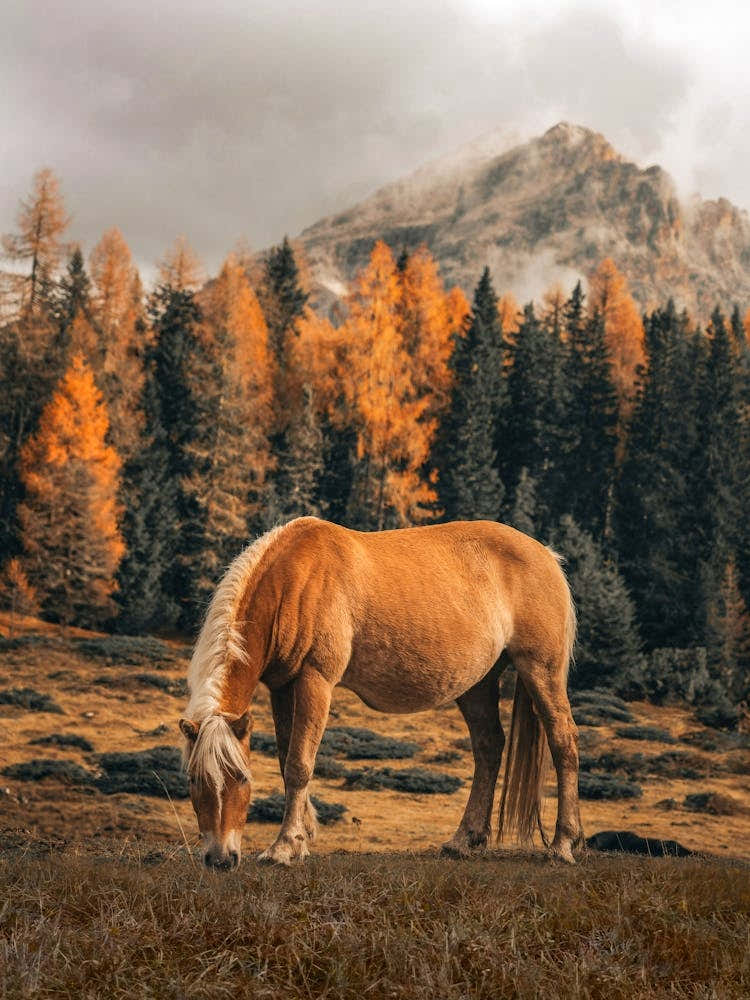 Fall Colors - Dolemites Italy