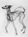 Pet Drawing Art Prints
