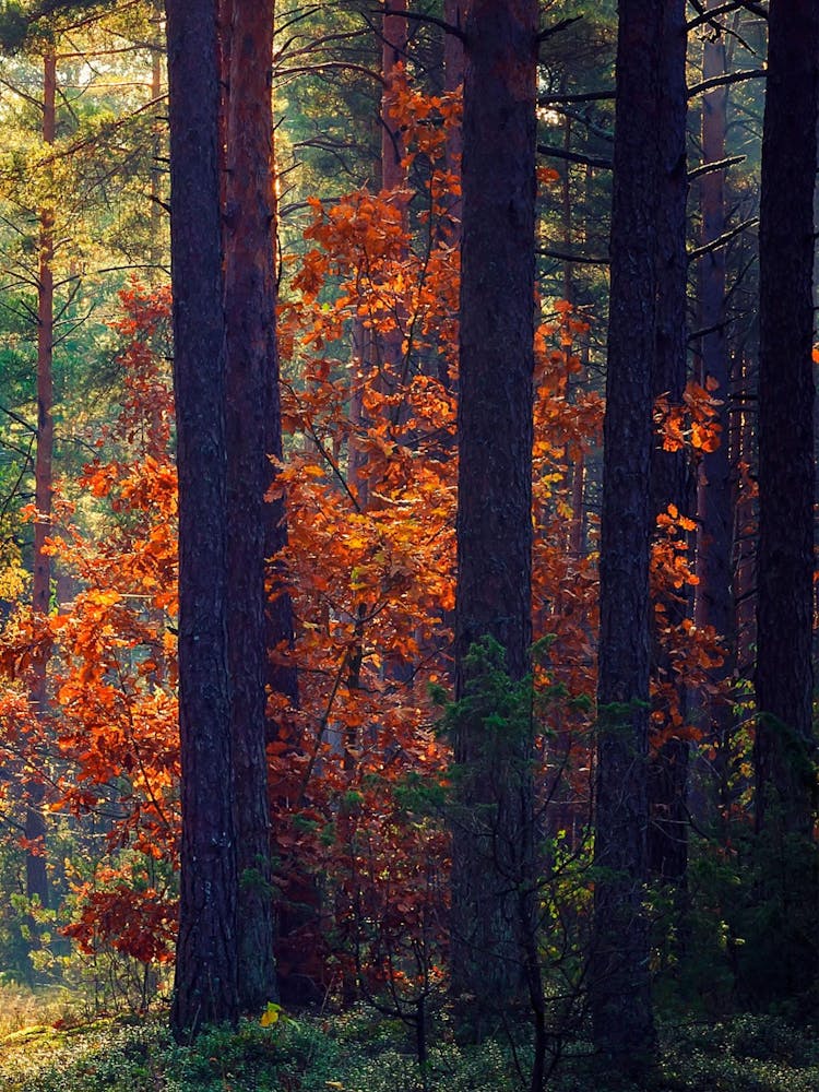 Autumn Forest 1