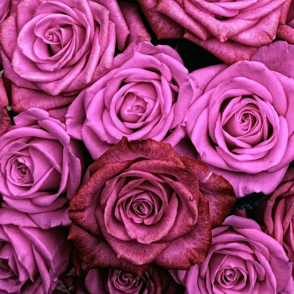 Pink Roses