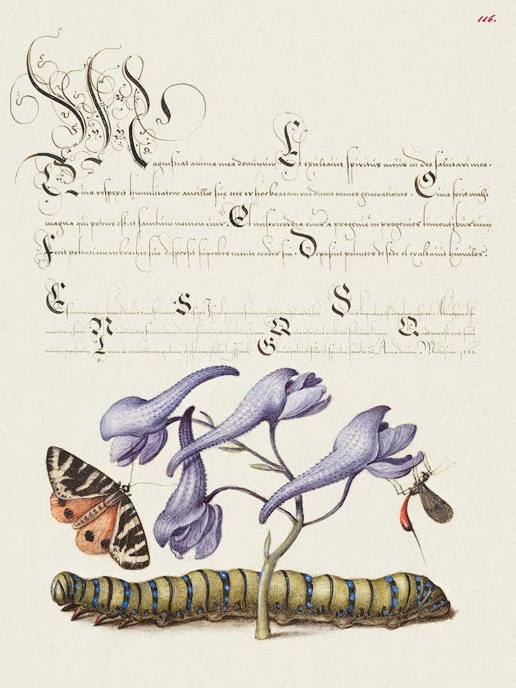 Scarlet Tiger Moth, Larkspur, Insect, And Caterpillar From Mira Calligraphiae Monumenta, Joris Hoefnagel
