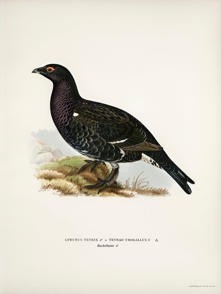 Hybrid Between Black Grouse And Western Capercaillie, The Von Wright Brothers
