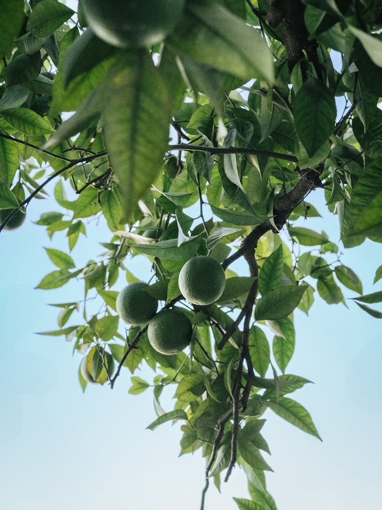 Oranges and blue sky, Granada, Spain