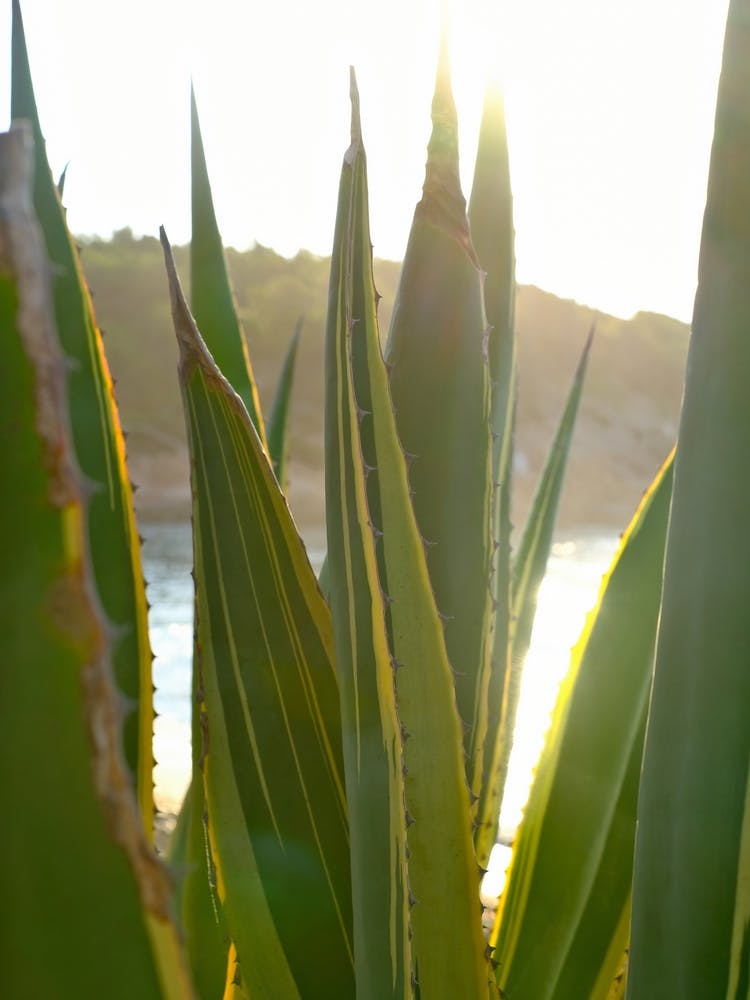 Agave at the Beach // Ibiza Nature & Travel Photography