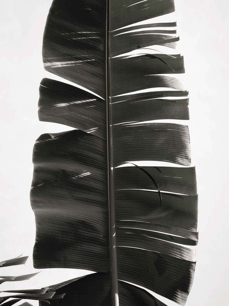 Tropical Jungle Vibes