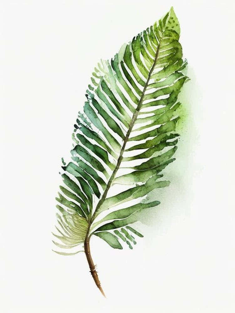 Sword Fern Watercolour