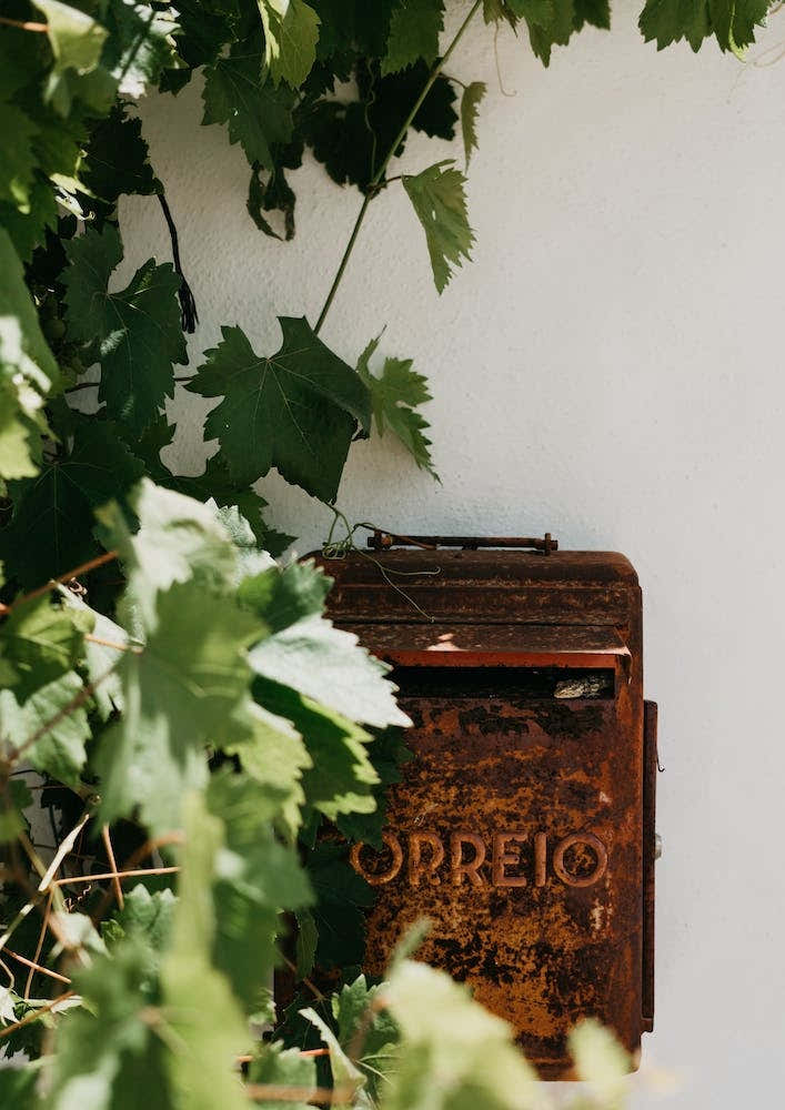 The Tiny Gekko Peeping Out Of The Mailbox Portugal