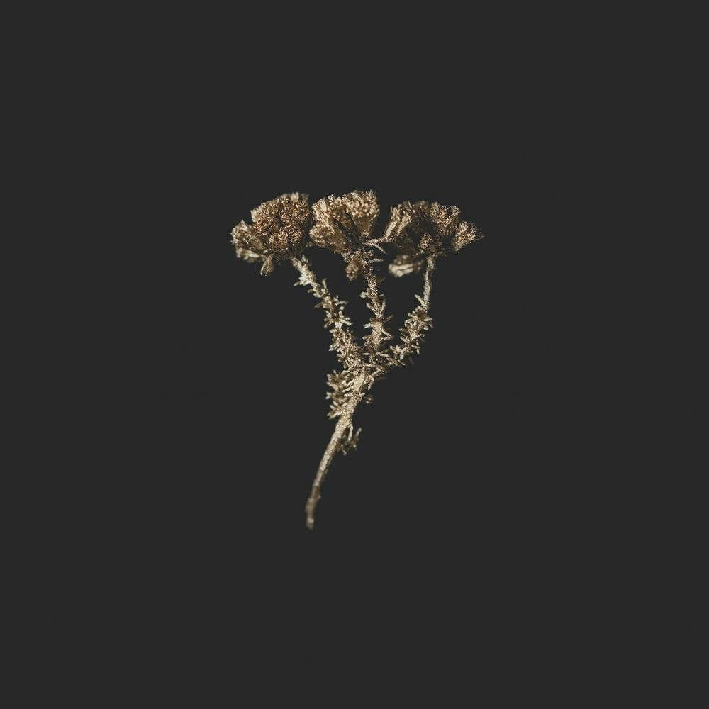 Gold Fynbos Botanicals Square