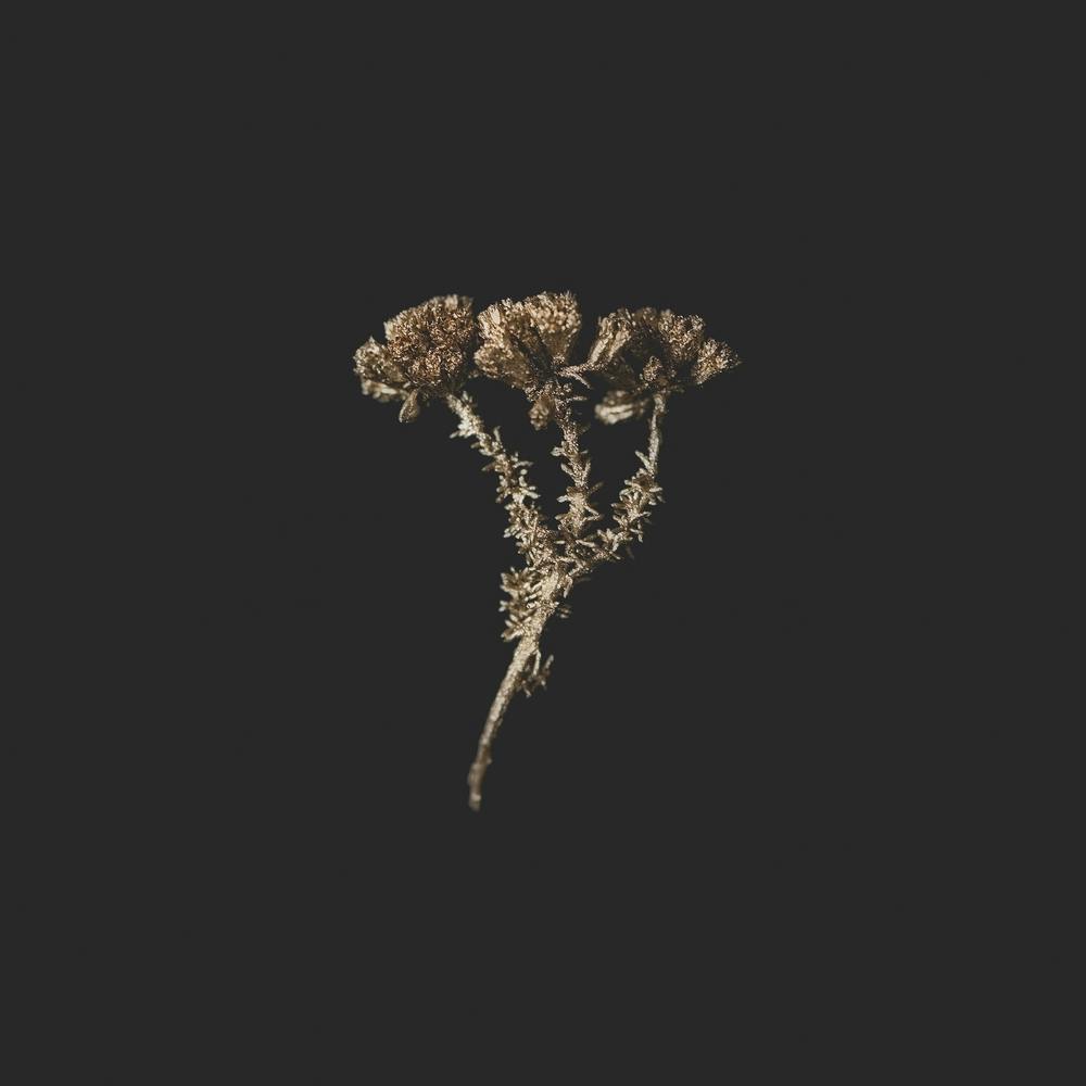 Gold Fynbos Botanicals Square