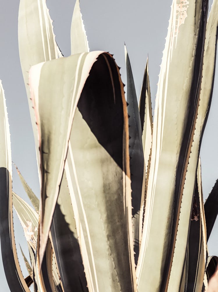 Cactus Plant_2191205