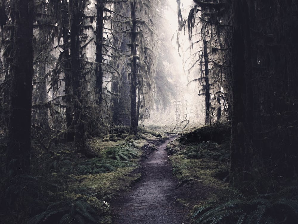 Finding Heaven - Olympic National Park Forest