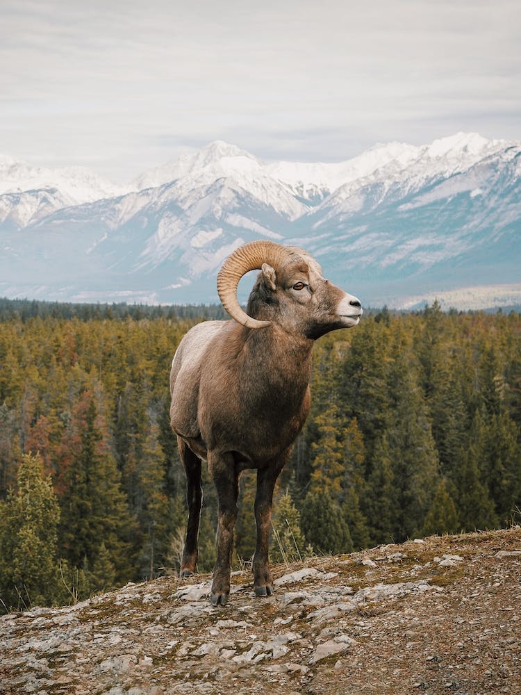Rocky Mountain Bighorn Sheep