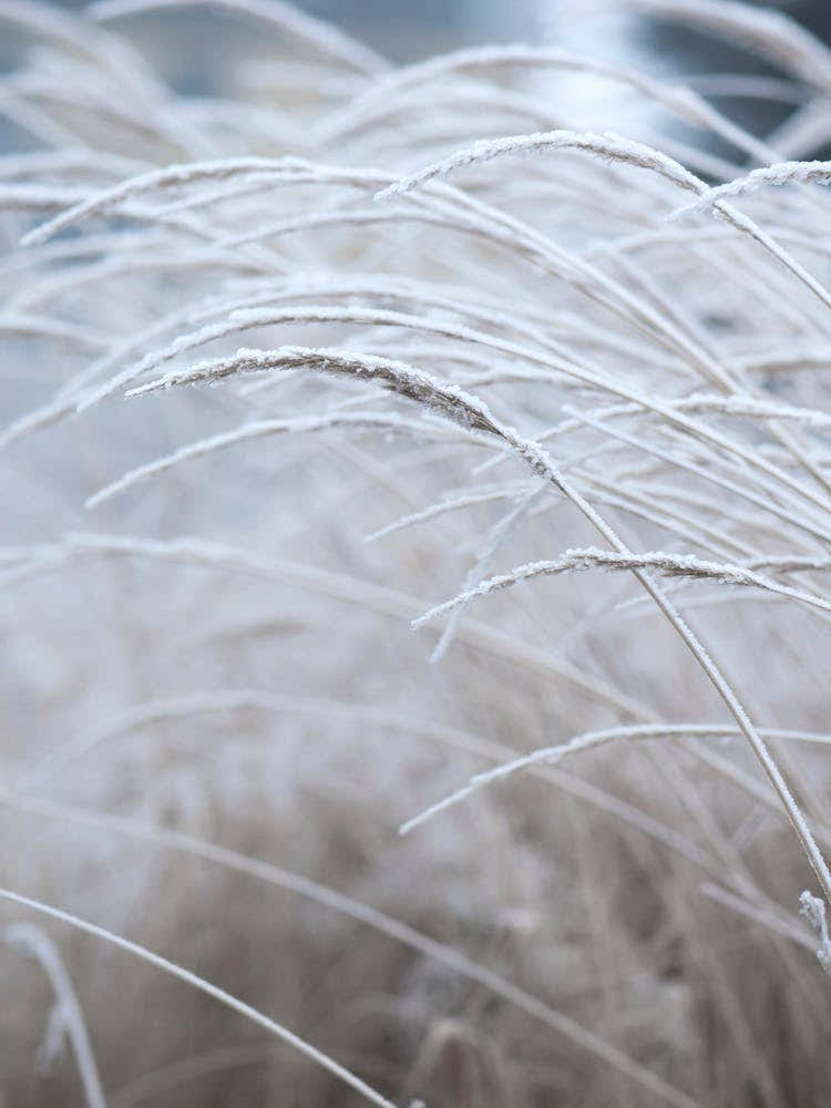 White And Calm Fields